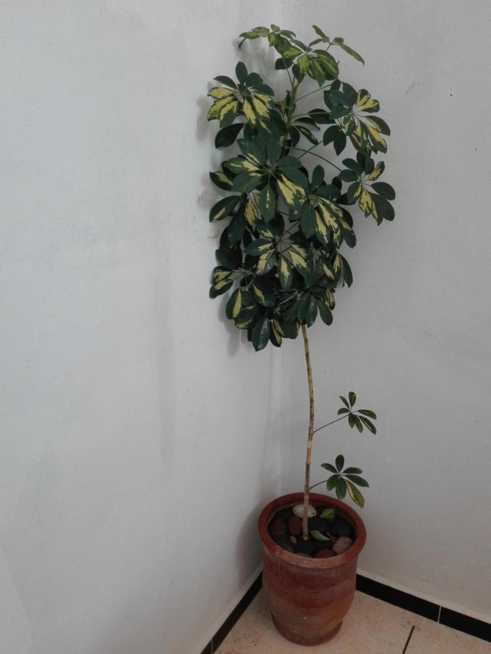 Asklou Appartement A ミルレフト エクステリア 写真